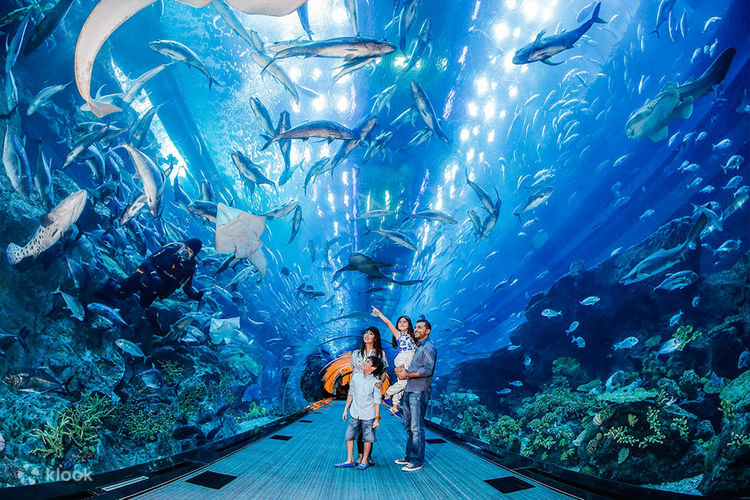 Open the Door to the Underwater World: Dubai Aquarium & Underwater Zoo